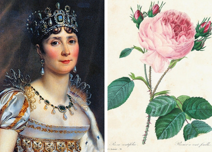 Joséphine e le rose di Redouté